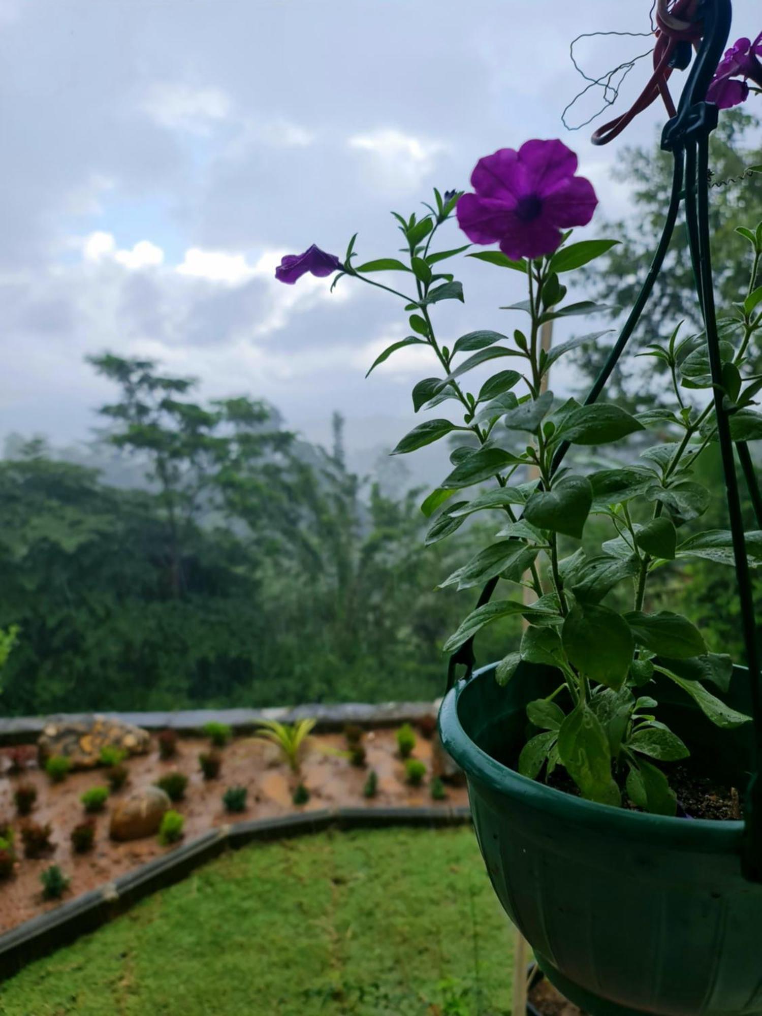 Hello Kandy Homestay Ngoại thất bức ảnh